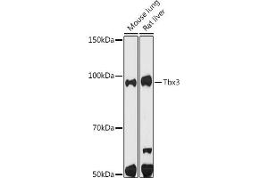 Western blot analysis of extracts of various cell lines, using Tbx3 antibody (ABIN7270699) at 1:500 dilution. (TBX3 抗体)