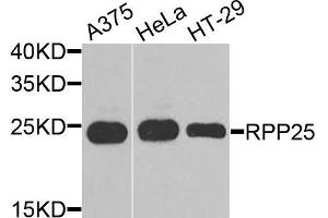 Western blot analysis of extracts of various cells, using RPP25 antibody. (RPP25 抗体)