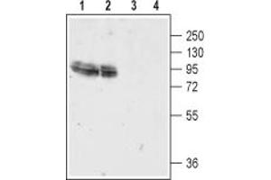 Western blot analysis of rat brain membranes (lanes 1 and 3) and mouse brain lysate (lanes 2 and 4):1,2.