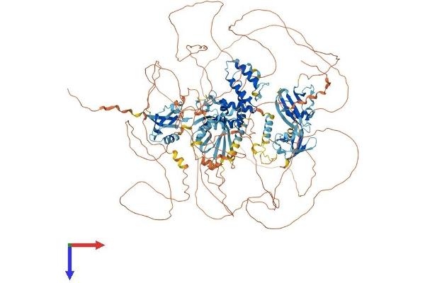 RGS12 Protein (AA 1-1381) (His tag)