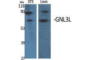 Western Blot (WB) analysis of specific cells using GNL3L Polyclonal Antibody. (GNL3L 抗体  (Internal Region))