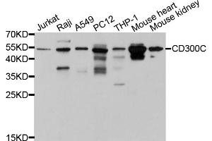 Western blot analysis of extracts of various cell lines, using CD300C antibody (ABIN5997396) at 1/1000 dilution. (CD300c 抗体)