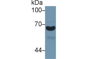 Western Blot; Sample: Human Urine; Primary Ab: 1µg/ml Rabbit Anti-Mouse a1BG Antibody Second Ab: 0. (A1BG 抗体  (AA 220-415))