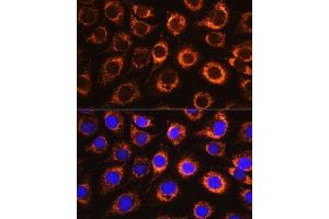 Immunofluorescence (IF) image for anti-Monoamine Oxidase B (MAOB) (AA 1-260) antibody (ABIN3022152)