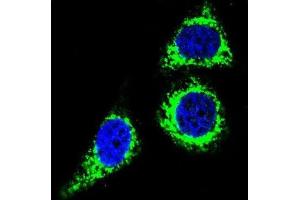 Immunofluorescence (IF) image for anti-B-Cell CLL/lymphoma 10 (BCL10) antibody (ABIN2995789) (BCL10 抗体)