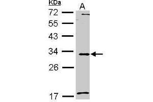 WB Image Sample (30 ug of whole cell lysate) A: A549 12% SDS PAGE antibody diluted at 1:1000 (MMP7 抗体  (C-Term))