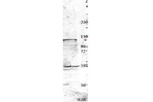Image no. 1 for anti-Neural Precursor Cell Expressed, Developmentally Down-Regulated 4, E3 Ubiquitin Protein Ligase (NEDD4) (Internal Region) antibody (ABIN293884) (NEDD4 抗体  (Internal Region))