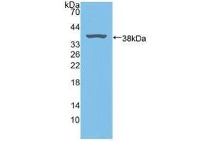 Figure. (Biliverdin Reductase 抗体  (AA 10-279))