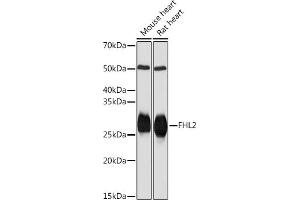 Western blot analysis of extracts of various cell lines, using FHL2 Rabbit mAb (ABIN7267254) at 1:1000 dilution. (FHL2 抗体)