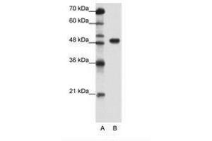 Image no. 1 for anti-Transcription Factor AP-2 alpha (Activating Enhancer Binding Protein 2 Alpha) (TFAP2A) (C-Term) antibody (ABIN202525)