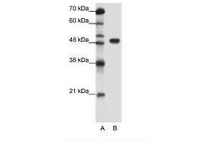 Image no. 1 for anti-Transcription Factor AP-2 alpha (Activating Enhancer Binding Protein 2 Alpha) (TFAP2A) (C-Term) antibody (ABIN202525) (TFAP2A 抗体  (C-Term))