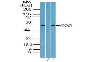 Image no. 1 for anti-Cell Division Cycle Associated 7-Like (CDCA7L) (AA 170-220) antibody (ABIN960114) (CDCA7L 抗体  (AA 170-220))