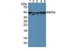 Western blot analysis of (1) Mouse Serum, (2) Human A549 Cells, (3) Mouse Spleen Tissue, (4) Mouse Heart Tissue and (5) Rat Heart Tissue. (PPID 抗体  (AA 9-189))