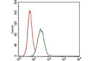 Flow cytometric analysis of HeLa cells using RAP1A mouse mAb (green) and negative control (red). (RAP1A 抗体)