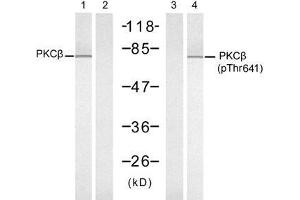 Western blot analysis of extracts from K562 cells, untreated or treated with PMA (1ng/ml, 10min), using PKCβ (Ab-641) antibody (E021184, Line 1 and 2) and PKCβ (Phospho-Thr641) antibody (E011172, Line 3 and 4). (PKC beta 抗体)