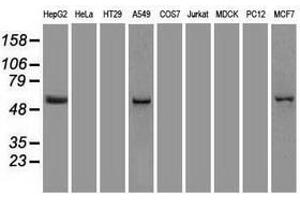 Image no. 2 for anti-Keratin 8 (KRT8) (AA 91-381) antibody (ABIN1491714)