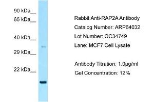 Western Blotting (WB) image for anti-RAP2A, Member of RAS Oncogene Family (RAP2A) (C-Term) antibody (ABIN2789703) (RAP2A 抗体  (C-Term))