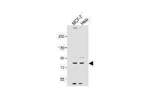 All lanes : Anti-SMURF1 Antibody (N-term) at 1:2000 dilution Lane 1: MCF-7 whole cell lysate Lane 2: Hela whole cell lysate Lysates/proteins at 20 μg per lane. (SMURF1 抗体  (N-Term))