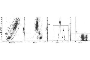 Image no. 1 for anti-Protein tyrosine Phosphatase, Receptor Type, C (PTPRC) antibody (ABIN1106386)