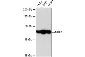 Western blot analysis of extracts of various cell lines, using NUF2 Rabbit mAb (ABIN7269072) at 1:1000 dilution. (NUF2 抗体)