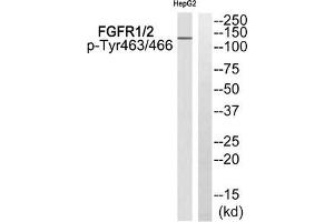Western blot analysis of extracts from HepG2 cells using FGFR1/2 (Phospho-Tyr463/466) Antibody. (FGFR1/FGFR2 抗体  (pTyr463, pTyr466))