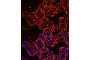 Immunofluorescence analysis of human placenta using CYP11 Rabbit pAb (6363) at dilution of 1:100 (40x lens). (CYP11A1 抗体  (AA 40-320))