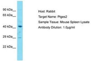 Image no. 1 for anti-Prostaglandin E Synthase 2 (PTGES2) (AA 281-330) antibody (ABIN6750284)