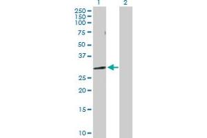 Western Blot analysis of NUDT5 expression in transfected 293T cell line by NUDT5 MaxPab polyclonal antibody.