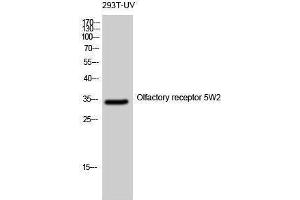 Western Blotting (WB) image for anti-Olfactory Receptor, Family 5, Subfamily W, Member 2 (OR5W2) (Internal Region) antibody (ABIN3176630) (OR5W2 抗体  (Internal Region))