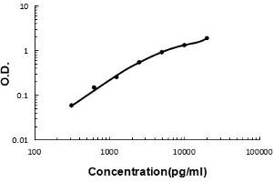 Sandwich ELISA - Recombinant human Cystatin C/CST3 protein standard curve. (CST3 抗体  (AA 31-146))