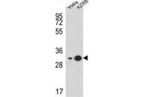 Western Blotting (WB) image for anti-Ribosomal Protein S3A (RPS3A) antibody (ABIN3002375) (RPS3A 抗体)