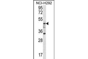 GBA3 Antibody (C-term) (ABIN656223 and ABIN2845539) western blot analysis in NCI- cell line lysates (35 μg/lane). (GBA3 抗体  (C-Term))
