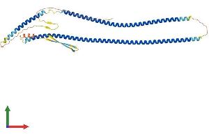 AlphaFold protein structure predicition of Human Recombinant KRT20 Protein, UniprotID P35900
