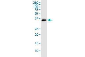 STX12 MaxPab polyclonal antibody. (Syntaxin 12 抗体  (AA 1-276))