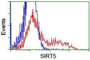 HEK293T cells transfected with either RC200189 overexpress plasmid (Red) or empty vector control plasmid (Blue) were immunostained by anti-SIRT5 antibody (ABIN2454874), and then analyzed by flow cytometry. (SIRT5 抗体)