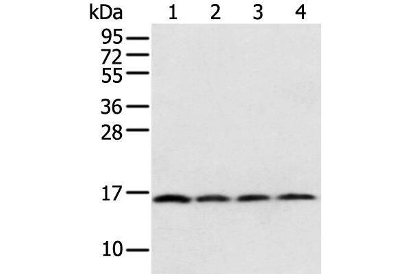MRPS18C anticorps