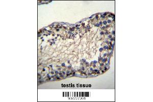 TSSK6 Antibody immunohistochemistry analysis in formalin fixed and paraffin embedded human testis tissue followed by peroxidase conjugation of the secondary antibody and DAB staining. (TSSK6 抗体  (N-Term))
