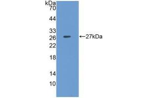 Western blot analysis of recombinant Pig CLU. (Clusterin 抗体  (AA 229-446))