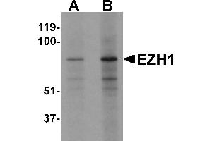 Western blot analysis of EZH1 in mouse lung tissue lysate with EZH1 antibody at (A) 1 and (B) 2 µg/mL (EZH1 抗体  (N-Term))