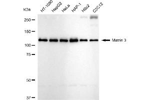 Western blotting analysis using Matrin 3 antibody (ABIN7799337). (Recombinant MATR3 抗体)