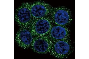 Immunofluorescence (IF) image for anti-Proprotein Convertase Subtilisin/kexin Type 2 (PCSK2) antibody (ABIN3003341) (PCSK2 抗体)