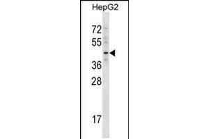 Western blot analysis in HepG2 cell line lysates (35ug/lane). (TBX20 抗体  (C-Term))