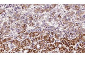 Immunohistochemistry (IHC) image for anti-Olfactory Receptor, Family 2, Subfamily C, Member 3 (OR2C3) antibody (ABIN6263809)