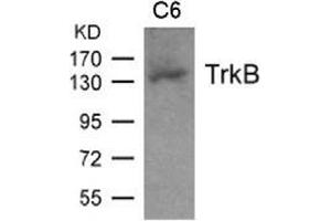 Western blot analysis of extract from C6 cell and using TrkB. (TRKB 抗体  (AA 703-707))