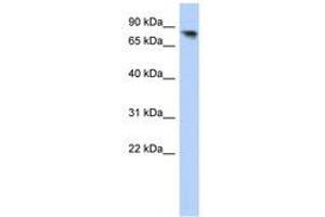 Image no. 1 for anti-Protocadherin alpha 12 (PCDHA12) (AA 107-156) antibody (ABIN6741058) (PCDHA12 抗体  (AA 107-156))