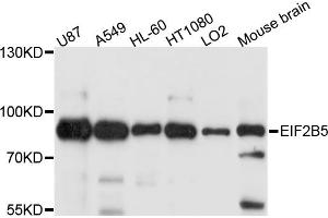 Western blot analysis of extracts of various cell lines, using EIF2B5 antibody.