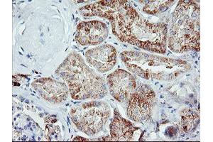 Immunohistochemical staining of paraffin-embedded Human Kidney tissue using anti-IGJ mouse monoclonal antibody. (IGJ 抗体)