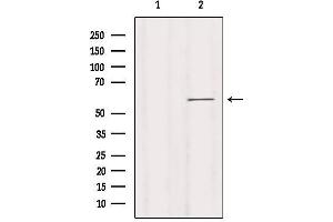 Western blot analysis of extracts from K562, using KCNN1 Antibody.