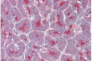Pancreas, Human: Formalin-Fixed, Paraffin-Embedded (FFPE) (TPCN2 抗体  (AA 735-747))