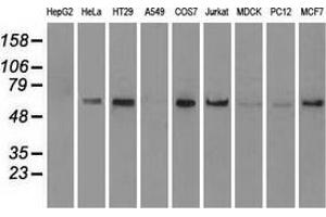 Western blot analysis of extracts (35 µg) from 9 different cell lines by using anti-anti-NRBP1monoclonal antibody. (NRBP1 抗体)